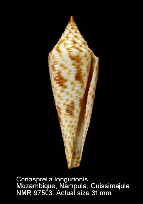 Conasprella longurionis (2).jpg - Conasprella longurionis (Kiener,1847)
